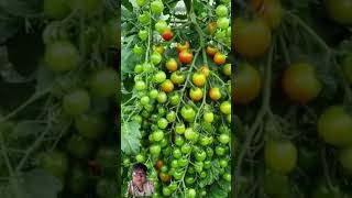 Tomato plant loaded with juicy clusters satisfying gardening farming plants agriculture [upl. by Ttirb]