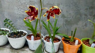 Anggrek koleksi Oncidium hybrid dan Rossioglossum rawdon jester [upl. by Lepine]