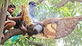 Primitive Technology মৌচাক থেকে মধু সংগ্রহ Harvesting Honey from Honeycomb by using smoke idea [upl. by Van70]