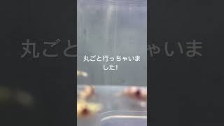 丸ごと行っちゃいました。有難う御座います。 ローキーズ札幌 レッドビーシュリンプ ビーシュリンプ大人買い入荷情報 入荷 [upl. by Locin1]