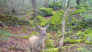 Deer EMERGES from drystone wall [upl. by Ogata318]