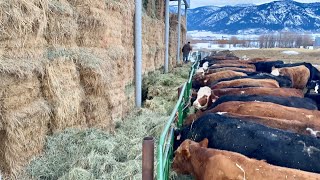 How We Feed Cows Without Using a Tractor or Horses [upl. by Godding]