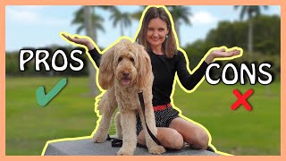 GOLDENDOODLES PROS and CONS Three PROS that are also CONS [upl. by Francis]