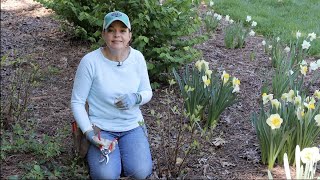 Using Clematis in a Fun New Way  Gardening with Creekside [upl. by Joanie]