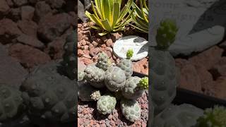 This Tephrocactus is blowing up I love growing season 🙏 cactusjeff cactus cactusgarden [upl. by Vasyuta]