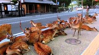 Horde of deer occupying the road at Nara 奈良公園の鹿達、道路を占領して涼を取る [upl. by Leugimsiul168]