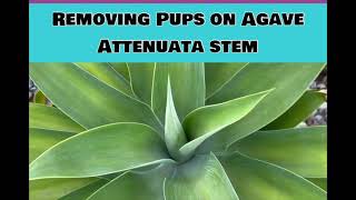 ⏰Quick Easy Guide Propagating by Removing Pups on an Agave Attenuata AKA Foxtail Agave Swans Neck [upl. by Hudnut112]