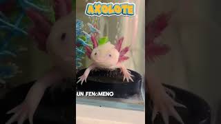 El axolote un eterno joven wildlife salvaje vidasalvaje mascotas pets mexico axolotl [upl. by Nimref]