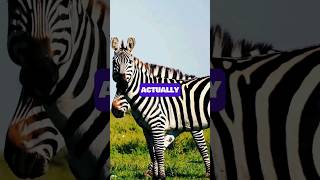 The NATURAL Insect Protection of ZEBRAS🦓🪰  Animal Facts [upl. by Akiaki545]