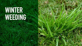 Winter Lawn Care Products  Treating and Preventing Lawn Weeds [upl. by Noissap]