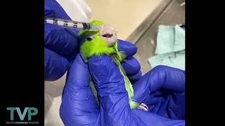 Avian Intranasal Sedation [upl. by Aicena]