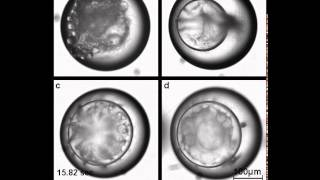 Multiple Emulsion Formation [upl. by Anelah]