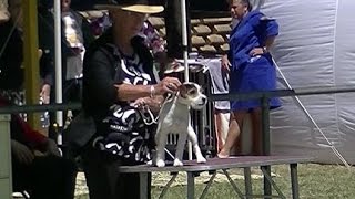 Parson Russell Terrier Dog Show in Canberra 2016 A [upl. by Terrill]