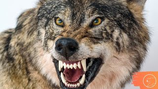 4 FATOS CURIOSOS SOBRE OS LOBOS  Canibalismo e Domesticação [upl. by Azirb]