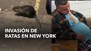 Vivir entre ratas La otra cara de New York [upl. by Waldron749]