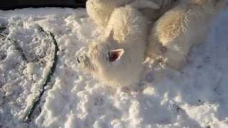 Westies playing in the snow [upl. by Dnalyaw]