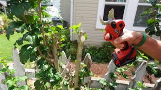 Amazon Cordless Garden Pruning Shears  UnboxingReview [upl. by Nnarefinnej764]