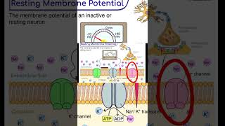 resting membrane potential is explained in detail [upl. by Ardnosal]