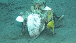 Coconut Octopus Walking [upl. by Isle]