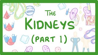 Basic Renal Function The Basics [upl. by Ailime]