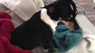 Bad Kennel Cough  Chihuahua  Miniature Pinscher [upl. by Maddox]