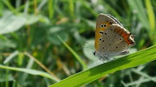 Lycaena phlaeas daimio  Tokyo 072024 JAPON [upl. by Rimahs125]