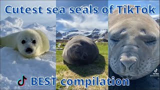 Cutest sea seals of TikTok  BEST compilation [upl. by Zurek]