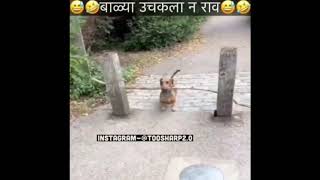 New Toosharpdubs video comedy dubbing Marathi comedy  toosharp dude  Funny animal dubbing [upl. by Morena]