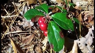 Wild Edible Plants Wintergreen Berries [upl. by Bolme]