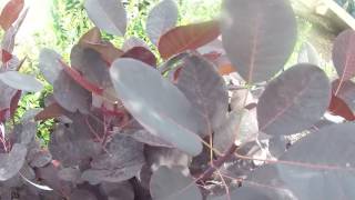 Cotinus coggygria Royal Purple 10L at Big Plant Nursery in West Sussex UK [upl. by Yemac]