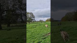 ferreting hunting rabbiting lurcher fieldsports workingdog huntingdog [upl. by Gere54]