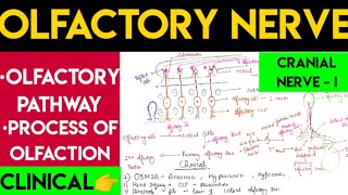 Olfactory nerve  olfactory pathway [upl. by Eivad]