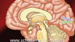 Gehirn  Schulfilm Biologie [upl. by Rialb]