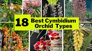 18 Best Cymbidium Orchid Varieties  Beautiful Large Showy Indoor Flower Types SwaroopaDiaries14 [upl. by Oile]