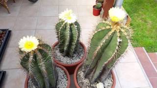 Astrophytum ornatum bigampold cacti plants [upl. by Seumas]