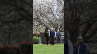 🇦🇺 2024 Darley stallion parade at Kelvinside [upl. by Haye]