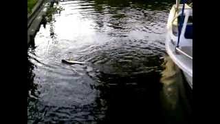 Baby tarpon on Bucktail Jig  Pescando sabalos con pollitos en Colombia [upl. by Ttihw416]