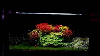 Colorful aquascape green and red rare plants [upl. by Obola]