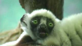 Sifaka at three months old Saint Louis Zoo [upl. by Armin]