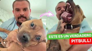 PITBULL es SOMETIDO a TODO ESTO… por su DUEÑO 😨 [upl. by Nirel]