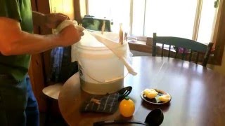 How to make dandelion wine [upl. by Neelrad]