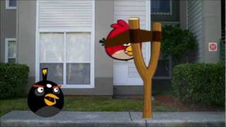 Angry birds in real life [upl. by Wun]