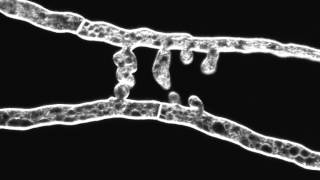 Chemotropic interaction between fusion hyphae in N crassa Hyphae stained with FM464 [upl. by Aicenra661]