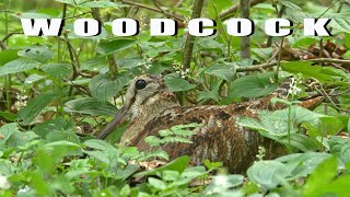 Eurasian WOODCOCK bird sounds at night and the nest [upl. by Gabor]