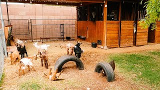 Baby Goats JUMPING PLAYING RUNNING amp FIGHTING 😂 [upl. by Adanar]