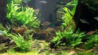 Planted Rainbowfish Haven [upl. by Nerok]