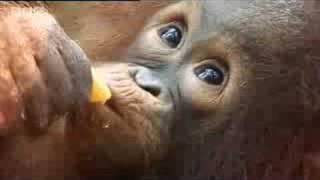 Orangutan orphan stories  Apes in Danger  BBC wildlife [upl. by Ispep]