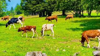 Alpine Serenity Swiss Cows and Goats Parading in Front of the Camera Through Scenic Meadows 🐄🐐🇨🇭 [upl. by Aerahs]