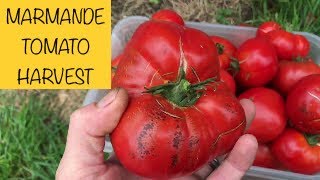 Marmande Beefsteak Tomato harvest  2017 [upl. by Rednazxela]