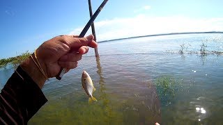 UM BATE PAPO ENQUANTO A GENTE PESCA UNS LAMBARIS [upl. by Aniratak537]